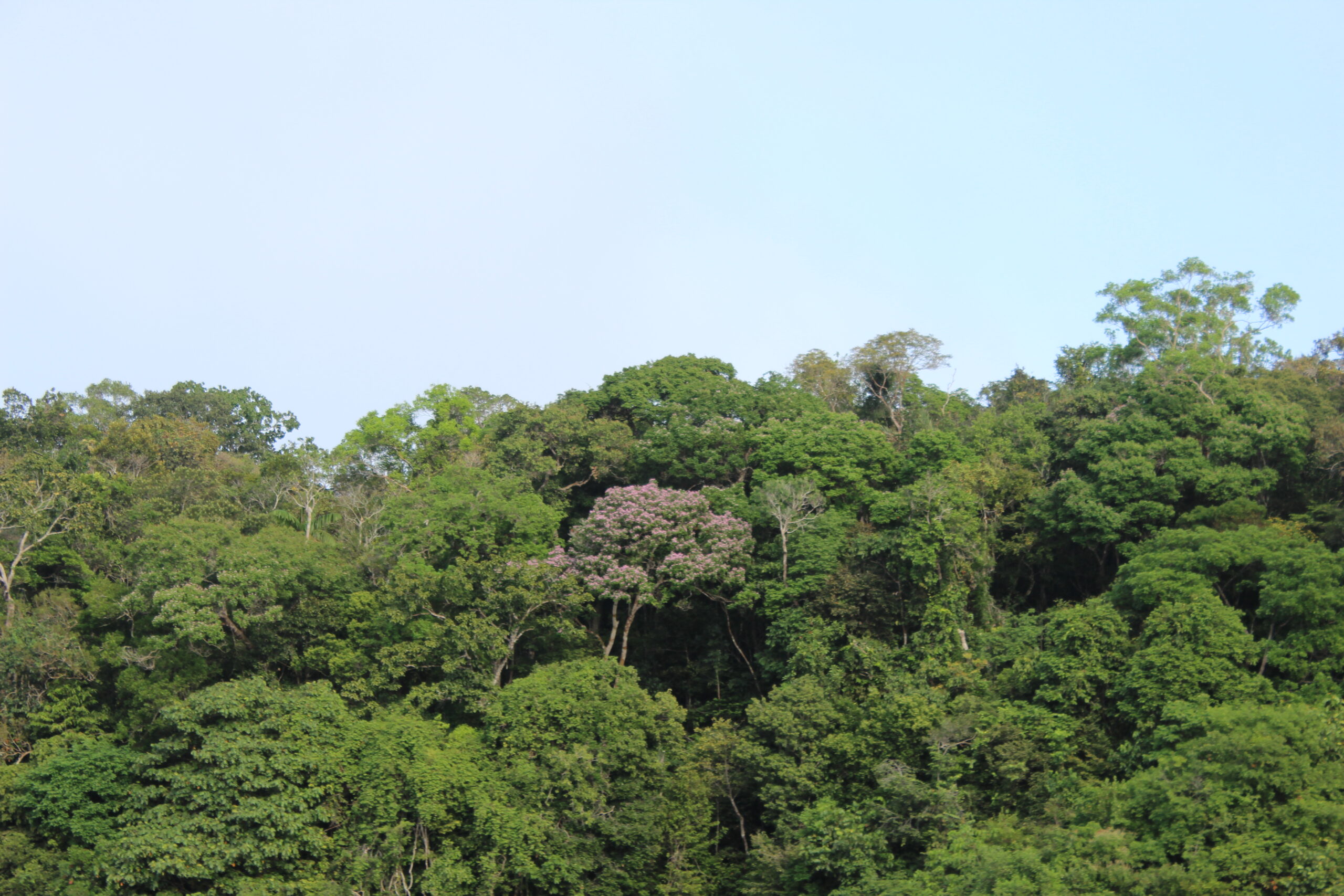 A árvore símbolo do rio Manicoré
