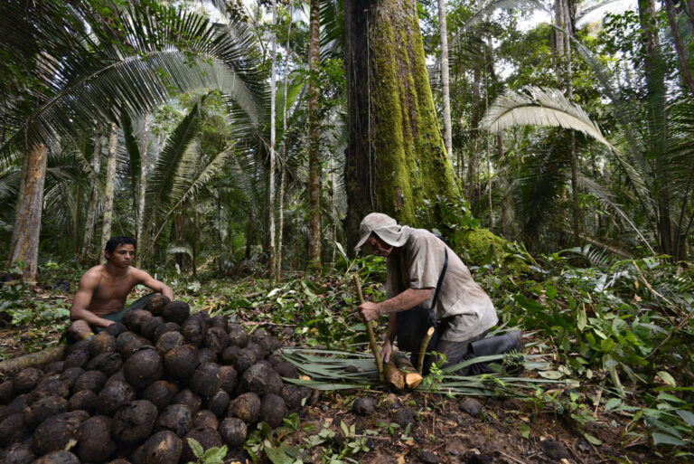 Castanha-da-amazônia e os desafios da cadeia de valor 