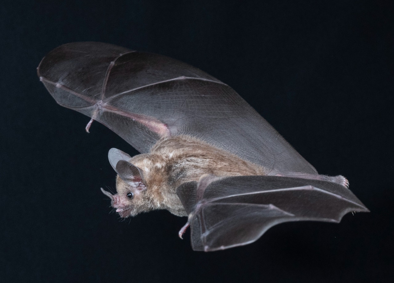 De vampiros eles não têm nada: Quem são os morcegos da BR-319? 