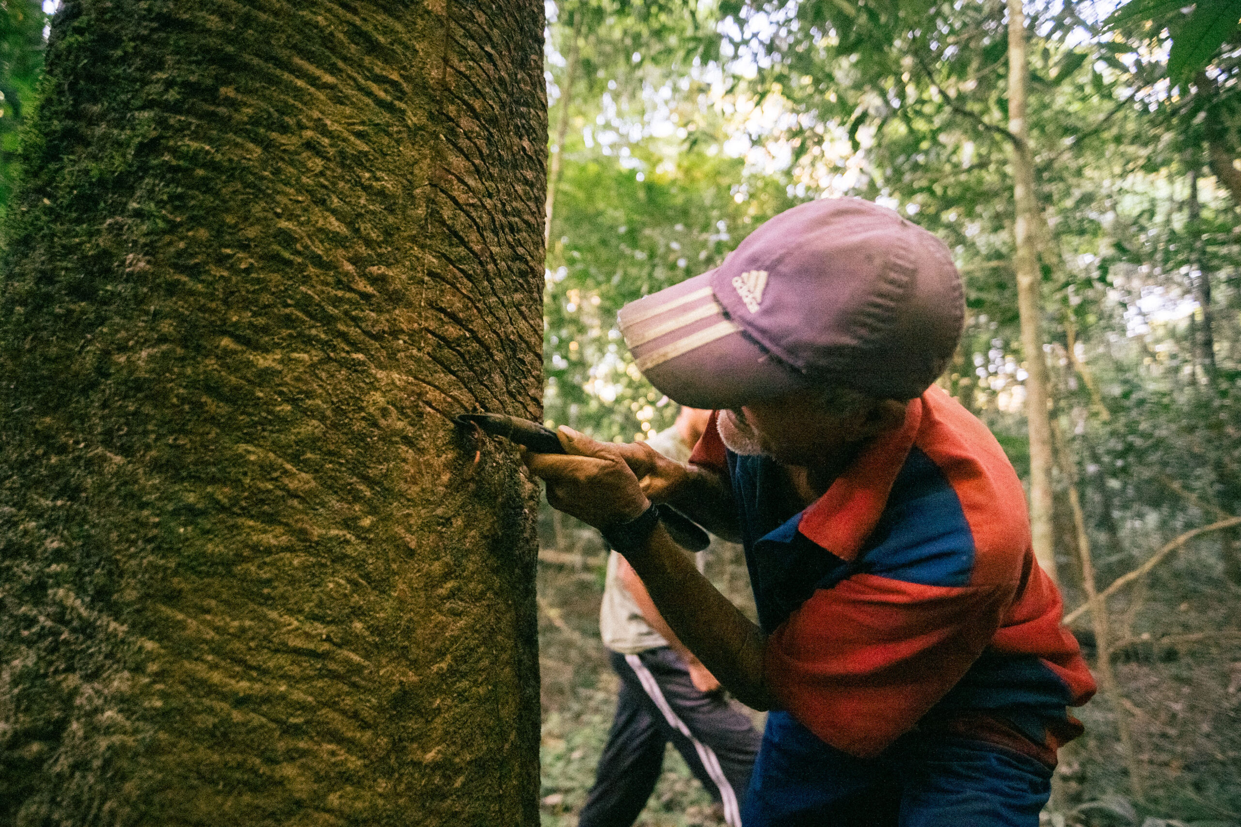 Produtores de borracha da BR-319 relatam conquistas e desafios do extrativismo na Amazônia 