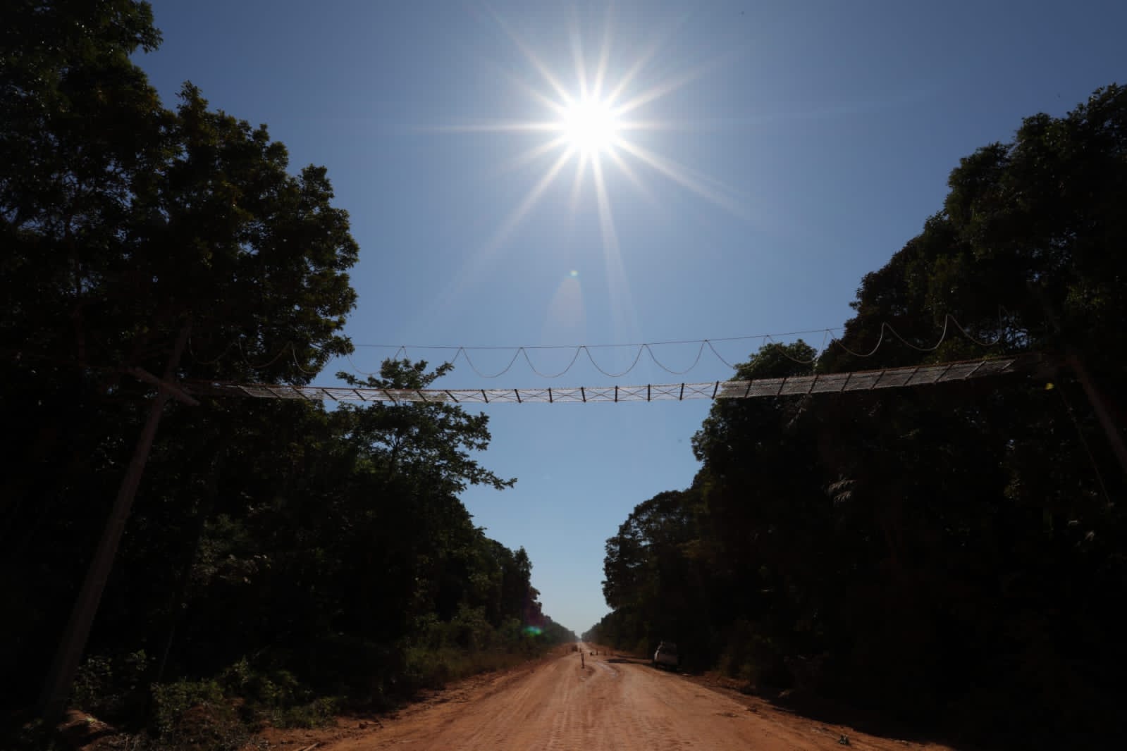 BR-319 recebe primeira passagem superior de fauna, projetada para primatas ameaçados 