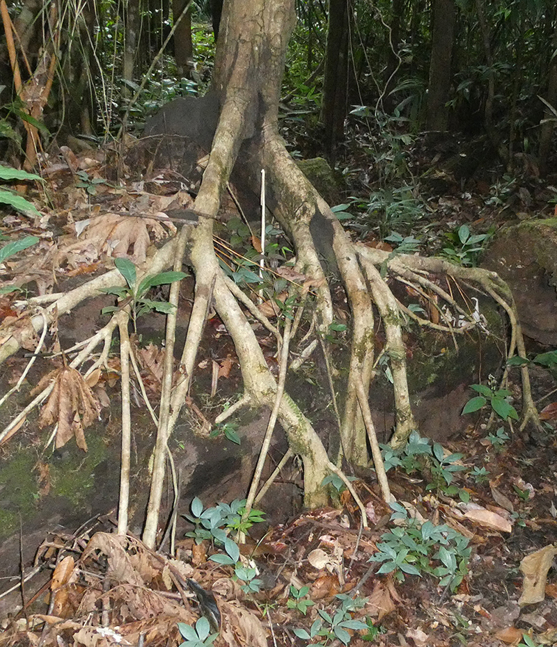 Terra e água: adaptações das árvores para exuberância da floresta no Interflúvio Purus-Madeira