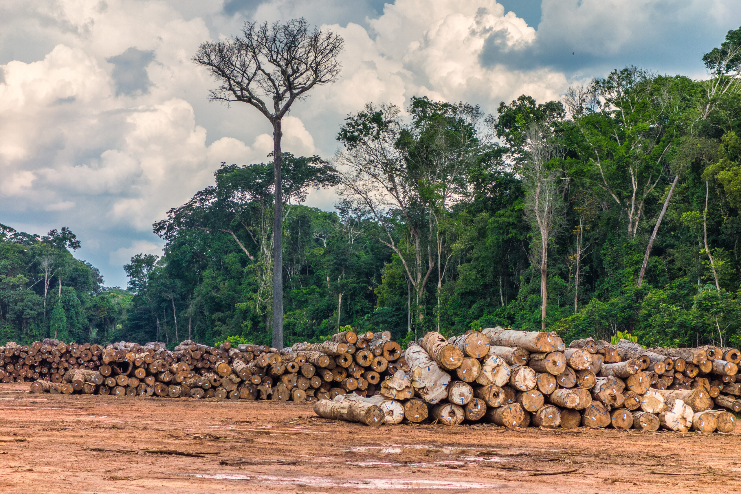 As três terras indígenas que lideram a exploração madeireira na Amazônia estão na área de influência da BR-319 