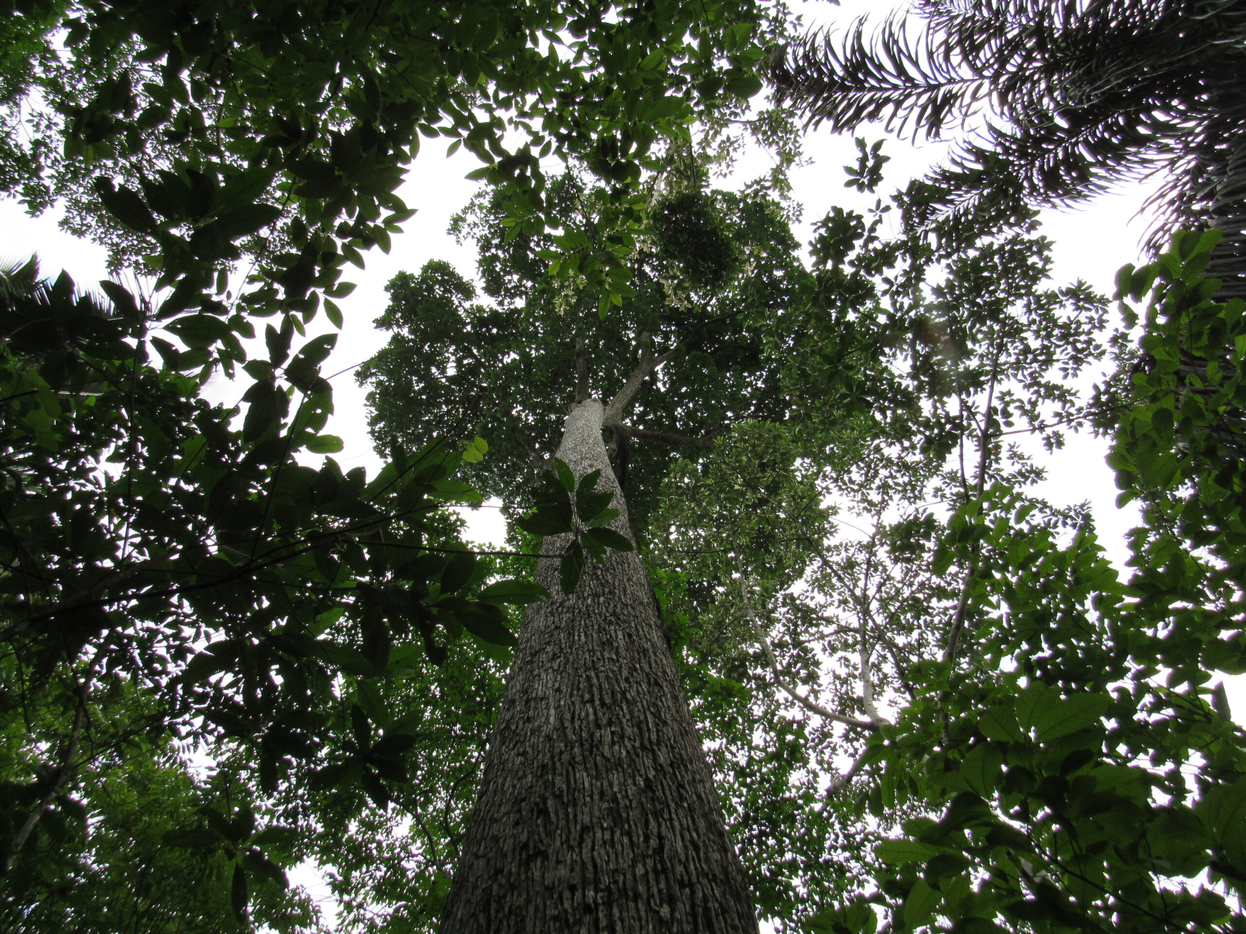 Descobertas em Humaitá revelam riqueza ecológica ligada à domesticação de plantas na Amazônia 
